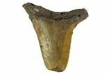 Bargain, Angustidens Tooth - Megalodon Ancestor #163341-1